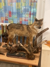 Állatok világnapja